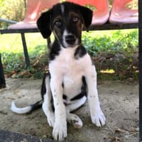 Kraven, Hund zur Adoption
