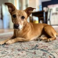 Franzl ist ein freundlicher Bub, Hund zur Adoption
