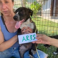 freundlich und ausgeglichen  Ared, Hund zur Adoption