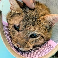 MAYO recherche FR, chat à adopter