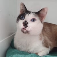 BLUE CHA, chat à adopter