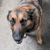 ARYA, chienne à adopter