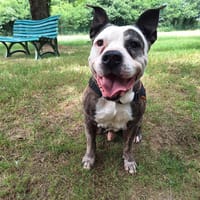 ZORRO, chien à adopter