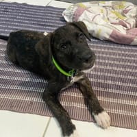 FLAGADA, chienne à adopter