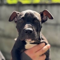 Taïko CAA14029, chien à adopter