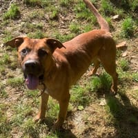 Baba, chien à adopter