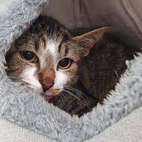 DREAMLINER, chatte à adopter