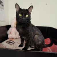HANK, chat à adopter