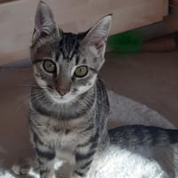 COPAIN, chat à adopter