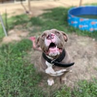 FYSIO, chien à adopter