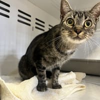 sora, chatte à adopter