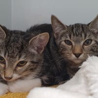 PALOMA CHA, chatte à adopter