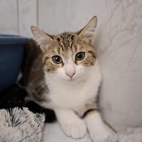 GOODY, chatte à adopter