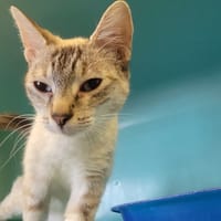 Dunette, chatte à adopter