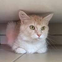 PILI, chatte à adopter