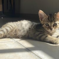 AMBROISE, chatte à adopter