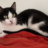 MIMINE, chatte à adopter