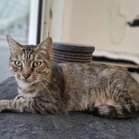 CHAT-RABIA, chatte à adopter