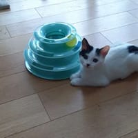 Biscotte, chatte à adopter