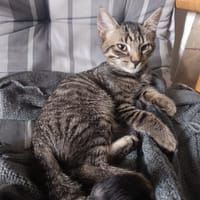 GRUDU, chat à adopter