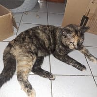 SPINELIE, chatte à adopter