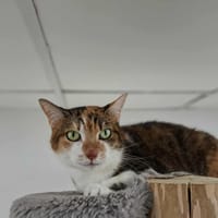 Circée, chatte à adopter