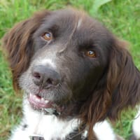 LUCKY, chien à adopter