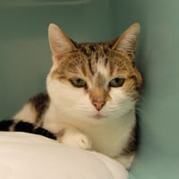 CHIPIE dite SUZUKA PAB27742, chatte à adopter