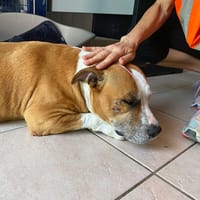 tila, chienne à adopter