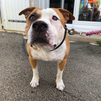 tila, chienne à adopter