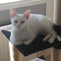 Neige, chatte à adopter