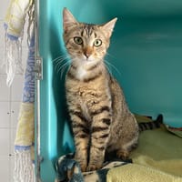 ASTRID, chatte à adopter