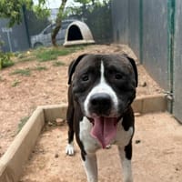 Batman, chien à adopter