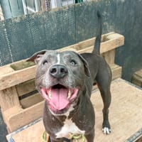 Mi Jack, chien à adopter