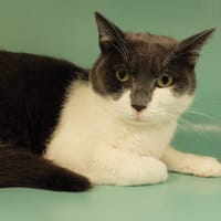 TOMMY PAB27812, chat à adopter
