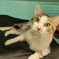 Pachinko PAB27724, chat à adopter
