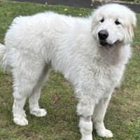 Snow CAA14028, chien à adopter