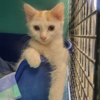 MURIELLE, chatte à adopter