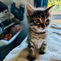SLUSHY, chat à adopter