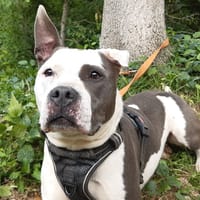 Pistache, chienne à adopter