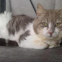 PANCAKE QCT, chat à adopter