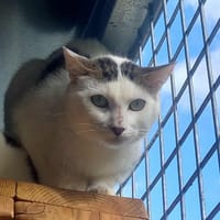 TERMINATOR QCT (reserve), chat à adopter