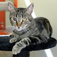 Kronk PAB27422, chat à adopter