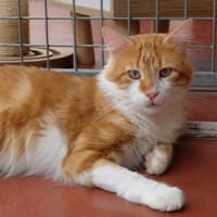 SIMBA 2, chat à adopter