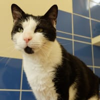 KYLO PAB27209, chat à adopter