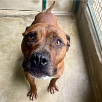 GUCCI, chien à adopter
