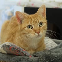ROUNI PAB27048, chatte à adopter