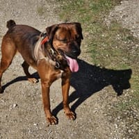 Victor, chien à adopter