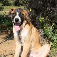REX, chien à adopter