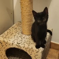 PEPSI, chat à adopter